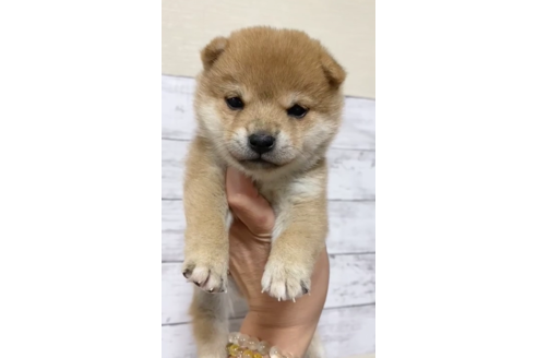 成約済の茨城県の豆柴-122059の1枚目