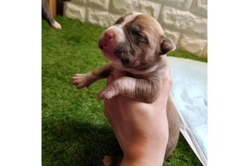 成約済の沖縄県のアメリカンピットブルテリア-122062の10枚目