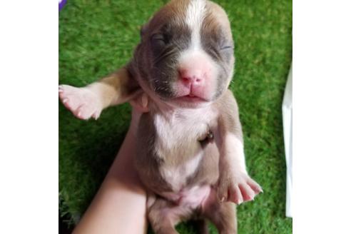 成約済の沖縄県のアメリカンピットブルテリア-122062の9枚目