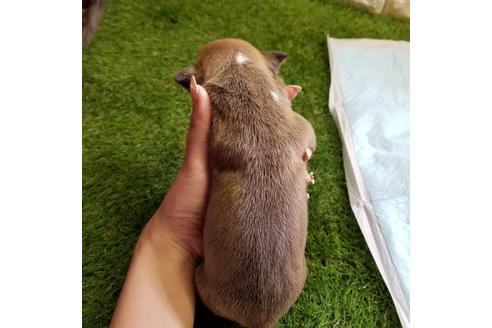 成約済の沖縄県のアメリカンピットブルテリア-122062の8枚目