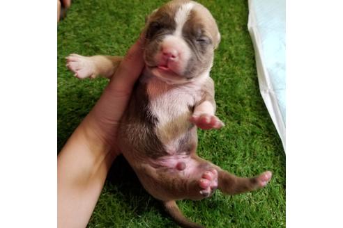 成約済の沖縄県のアメリカンピットブルテリア-122062の7枚目