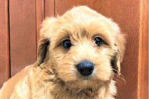 成約済の茨城県のミックス犬-120088の2枚目
