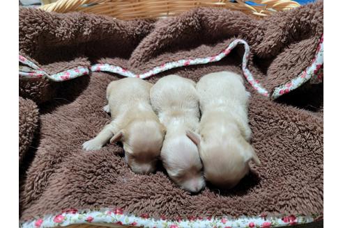 成約済の千葉県のミニチュアダックスフンド(ロングヘアード)-122073の3枚目