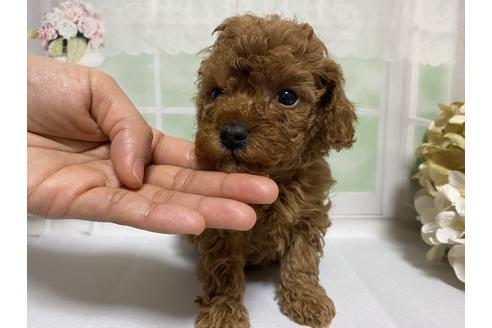 成約済の広島県のタイニープードル-122076の2枚目