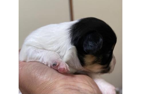 成約済の岡山県のパピヨン-122085の4枚目