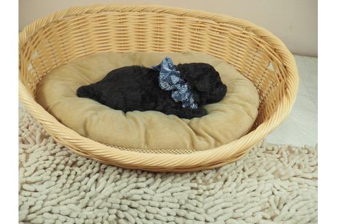成約済の埼玉県のトイプードル-122096の4枚目