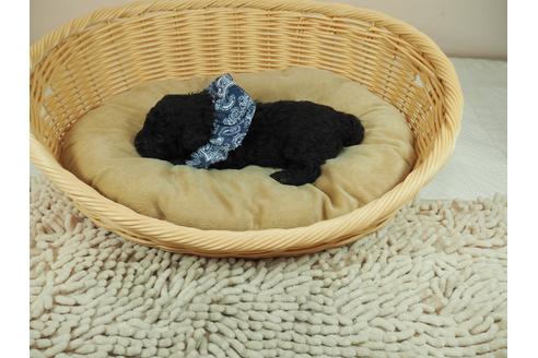 成約済の埼玉県のトイプードル-122096の3枚目