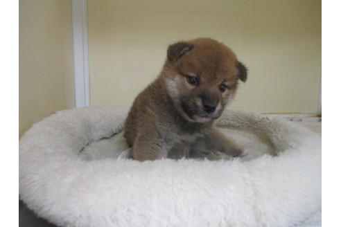 成約済の岡山県の柴犬-120139の9枚目