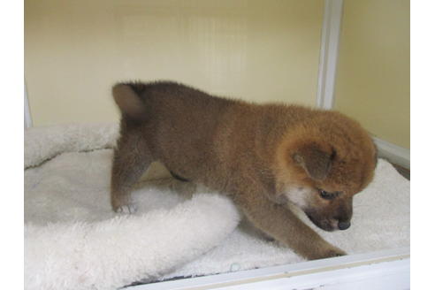 成約済の岡山県の柴犬-120139の8枚目