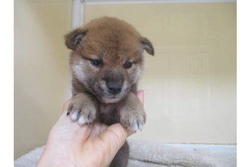 成約済の岡山県の柴犬-120139の7枚目