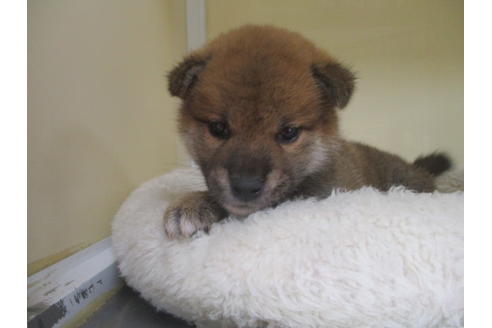 成約済の岡山県の柴犬-120139の6枚目