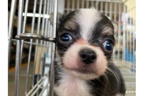 成約済の愛媛県のチワワ(ロングコート)-122107の2枚目