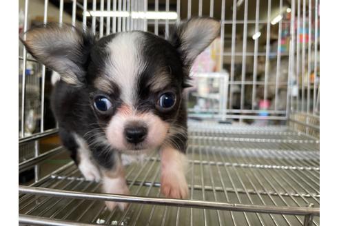 成約済の愛媛県のチワワ(ロングコート)-122107の1枚目