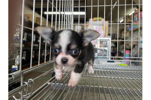 成約済の愛媛県のチワワ(ロングコート)-122107の3枚目