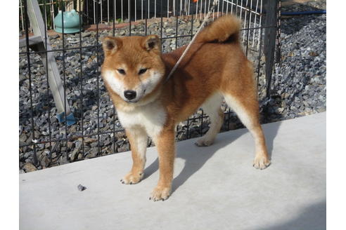 成約済の岡山県の柴犬-122123の1枚目