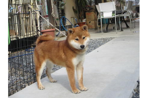 成約済の岡山県の柴犬-122123の5枚目