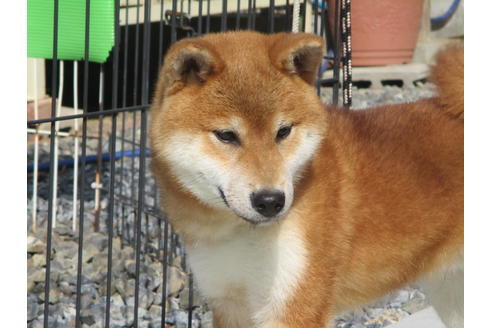 成約済の岡山県の柴犬-122123の4枚目