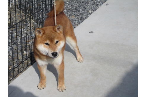 成約済の岡山県の柴犬-122123の2枚目