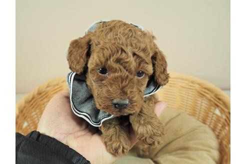 成約済の埼玉県のタイニープードル-122142の1枚目