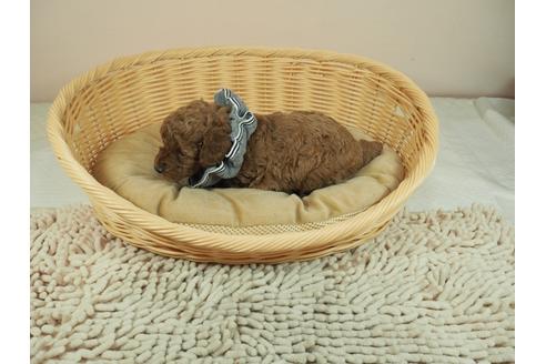 成約済の埼玉県のタイニープードル-122142の4枚目