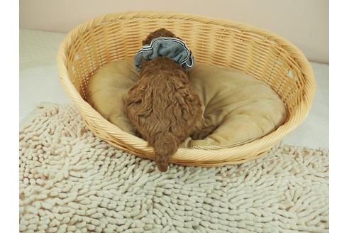 成約済の埼玉県のタイニープードル-122142の3枚目