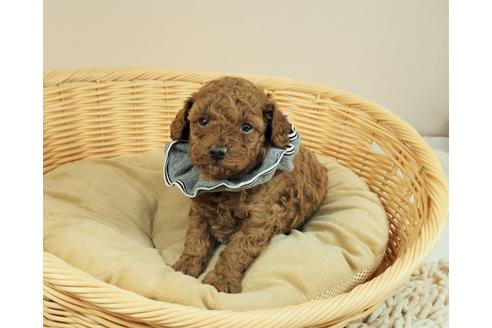 成約済の埼玉県のタイニープードル-122142の2枚目