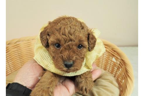 成約済の埼玉県のタイニープードル-122146の1枚目