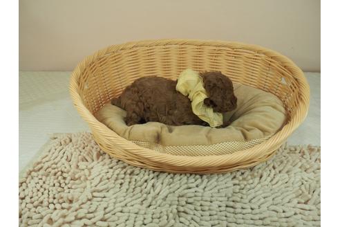 成約済の埼玉県のタイニープードル-122146の5枚目