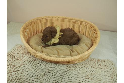 成約済の埼玉県のタイニープードル-122146の4枚目