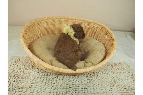 成約済の埼玉県のタイニープードル-122146の3枚目