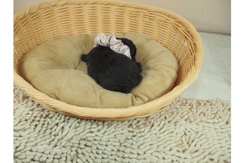 成約済の埼玉県のタイニープードル-122152の3枚目