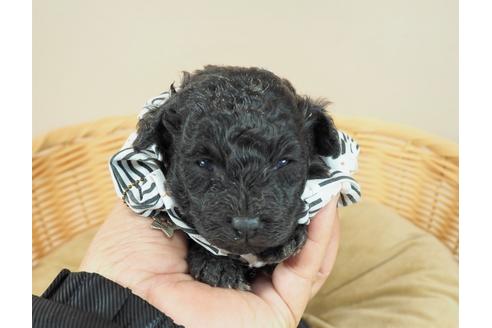 成約済の埼玉県のタイニープードル-122154の1枚目