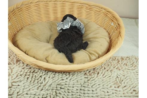 成約済の埼玉県のタイニープードル-122154の3枚目