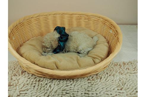 成約済の埼玉県のトイプードル-122156の4枚目