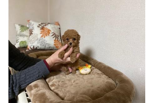 成約済の兵庫県のティーカッププードル-121549