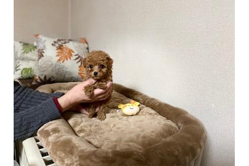 成約済の兵庫県のティーカッププードル-121549の4枚目