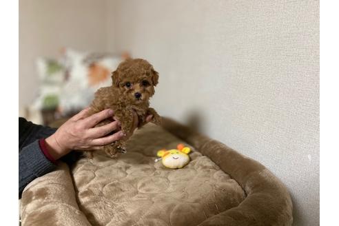 成約済の兵庫県のティーカッププードル-121549の3枚目