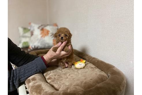 成約済の兵庫県のティーカッププードル-121549の2枚目