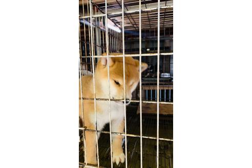 成約済の茨城県の柴犬-115274の1枚目