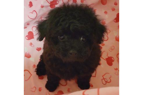 成約済の静岡県のタイニープードル-122171の3枚目