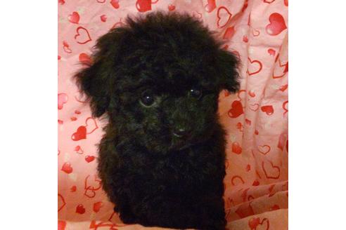 成約済の静岡県のタイニープードル-122171の2枚目