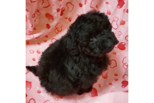 成約済の静岡県のタイニープードル-122172の4枚目