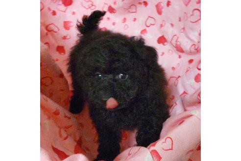 成約済の静岡県のタイニープードル-122172の3枚目