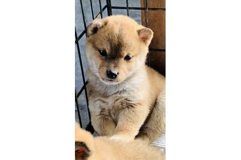 成約済の茨城県の柴犬-118977の1枚目