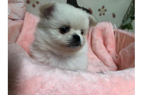 茨城県のミックス犬 女の子 21 01 03生まれ ミックス ポメラニアン ペキニーズ の女の子です 子犬id ブリーダーナビ 茨城県のミックス犬 女の子 21 01 03生まれ ミックス ポメラニアン ペキニーズ の女の子です 子犬id ブリーダーナビ