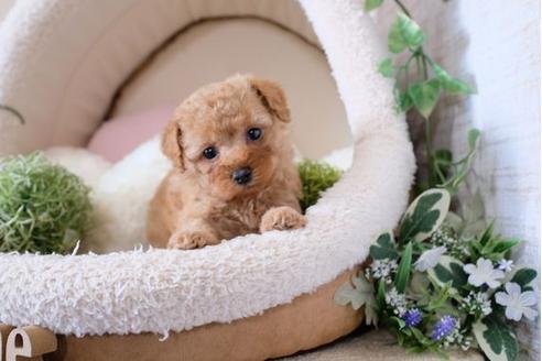 成約済の滋賀県のトイプードル-122181の1枚目