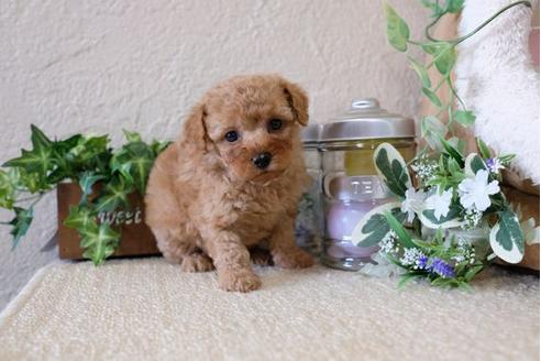 成約済の滋賀県のトイプードル-122181の2枚目