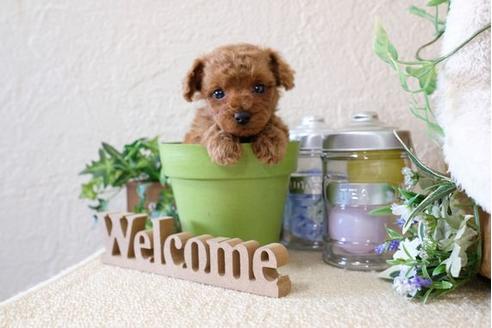 成約済の滋賀県のトイプードル-122182の1枚目