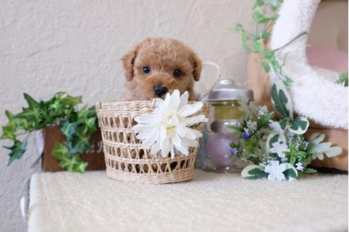 成約済の滋賀県のトイプードル-122183