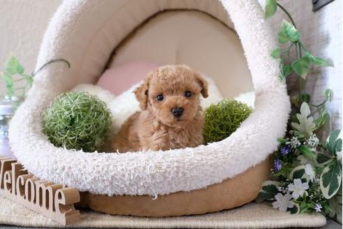 成約済の滋賀県のトイプードル-122183の3枚目